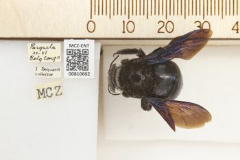 Media type: image;   Entomology 810662 Aspect: labels